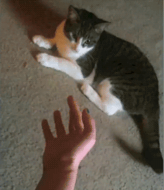 时尚头条 喵星人的友谊,认定了就是一辈子  作为一只喵,总会有那么