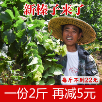 Xiaomeng 2021 Hazelnut nuts Tieling Northeast Wild Mountain Hazelnut open original fried wild hazelnut fresh specialty
