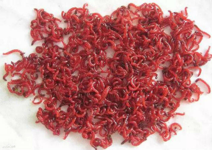 钓鱼人最喜欢的红蚯蚓养殖方法和技巧