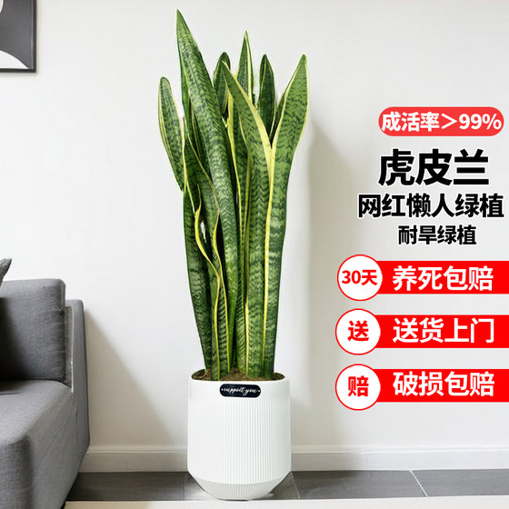 Gold-edged tiger-pilan New house formaldehyde removal and radiation prevention indoor flowers bedroom green plants large lazy potted tiger-tail orchid
Gold-edged tiger-pilan New house formaldehyde removal and radiation prevention indoor flowers bedroom green plants large lazy potted tiger-tail orchid