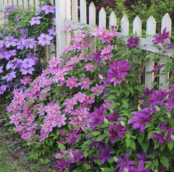 铁线莲总统种根 爬藤攀援植物 铁线莲种球大花重瓣 当年开花