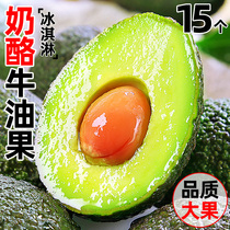 Mexican imported avocado 15 fresh fruits seasonally ripe ready-to-eat avocado large fruit box wholesale