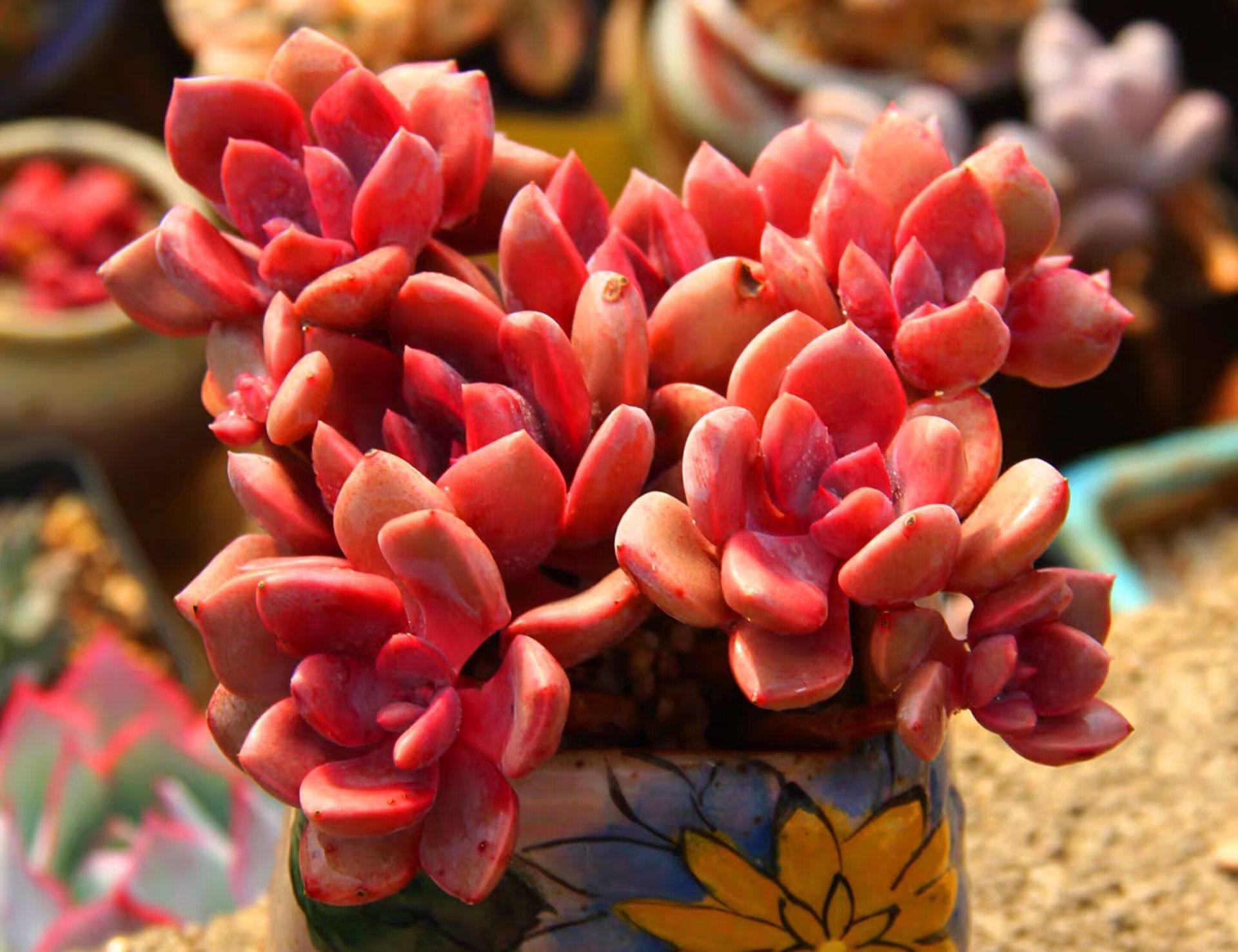 隔着玻璃养多肉能上色吗很多肉友误解了