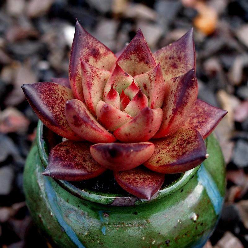 血罗血色罗密欧进口多肉植物