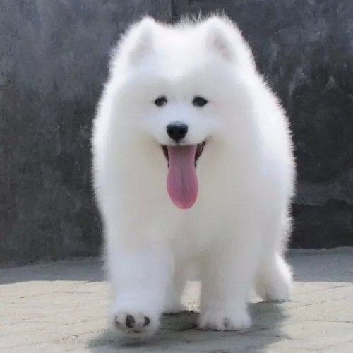 鸿轩犬舍基地直销纯种健康 赛级血统家养 幼犬萨摩耶 活体宠物狗_7折