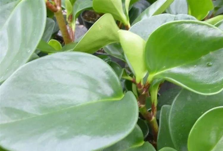 这一类叶子较厚,但又不是厚叶植物,因此仍然可以种在玻璃箱内.