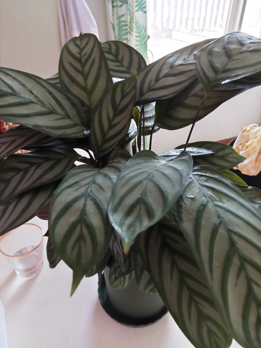 爱花唯久新飞羽竹芋盆栽