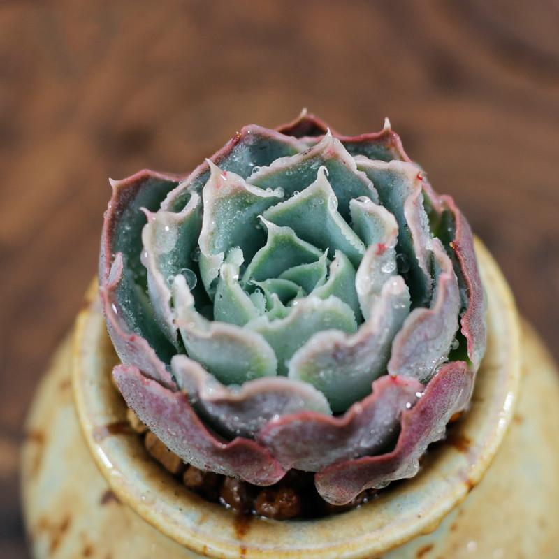 二亩半多肉馆多肉植物蓝丝绒一物一拍肉肉包邮