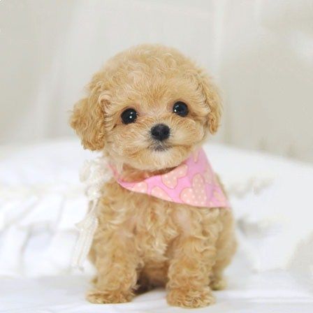 出售泰迪幼犬纯种家养小型长不大茶杯迷你袖珍贵宾犬活体宠物狗狗_7折