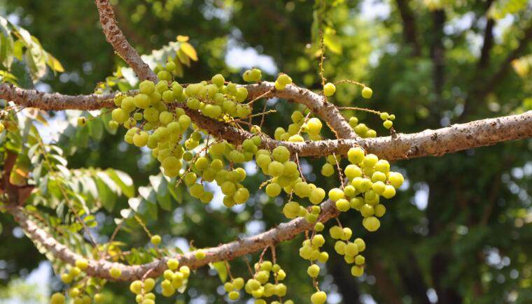印度纯天然植物醋栗粉养发粉植物护发倒膜防脱去屑修复受损开叉