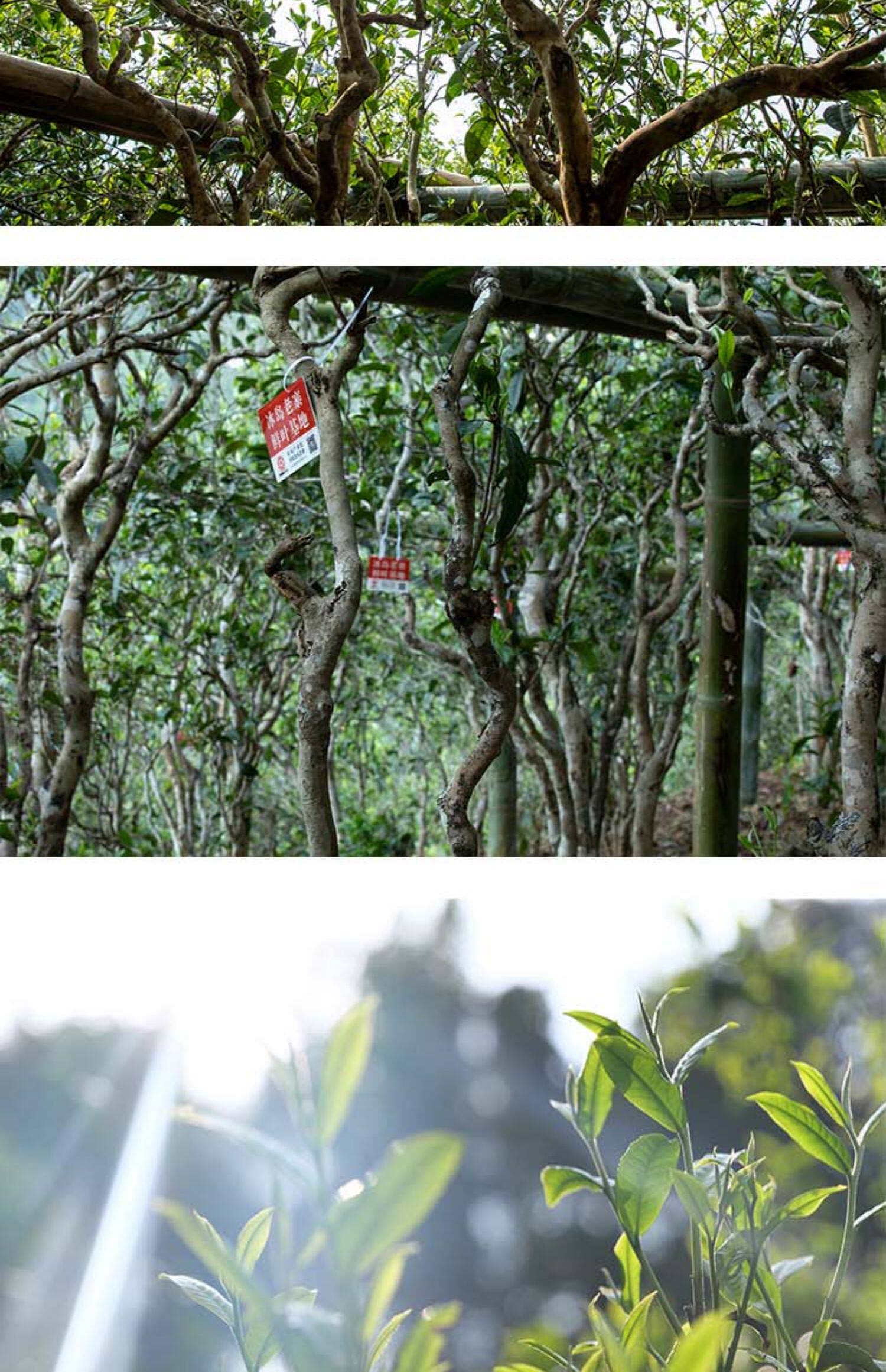 勐傣茶厂 2023年冰岛老寨 古树纯料 云南临沧普洱茶生茶普洱