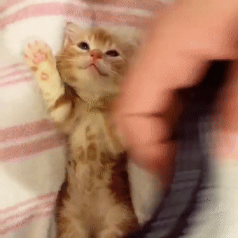 小橘猫伸出爪子让主人盖被子,萌化了!