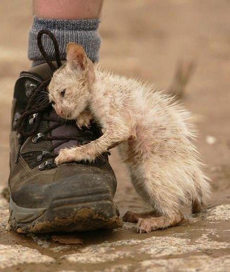 这些流浪猫狗看着让路人揪心,让人泪目