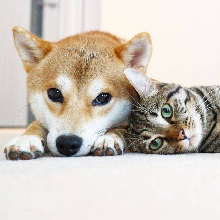 狗狗肠胃总不好?铲屎官们应该这样做!