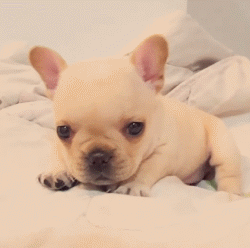 (法斗宝宝打哈欠的时候也是萌萌哒,就像个小猪仔)