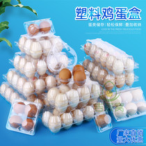 Plastic egg TOA disposable transparent 10 pieces 15 Soil Egg Packing Cartridges Cingulum Cover 100