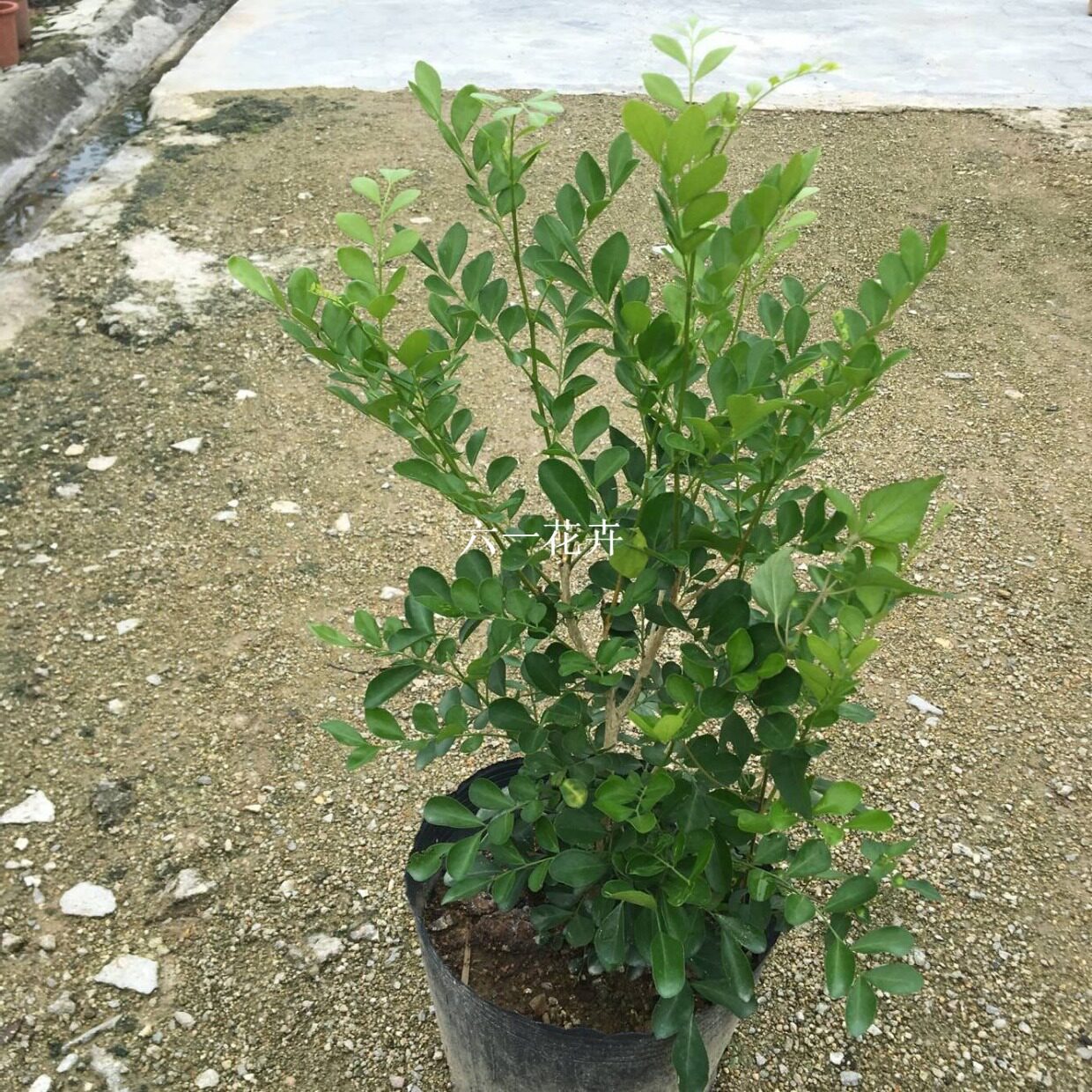 九里香苗 千里香花苗 驱蚊植物 室内外花卉盆栽 庭院绿植浓香植物