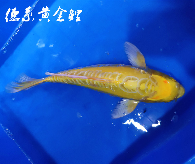 德系镜鲤黄金三道龙凤锦鲤活体苗活体锦鲤冷水鱼淡水