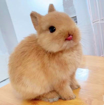Pure breed Dutch rabbit living things pet covets tea cup rabbit mini rabbit living long miniature little dwarf rabbit