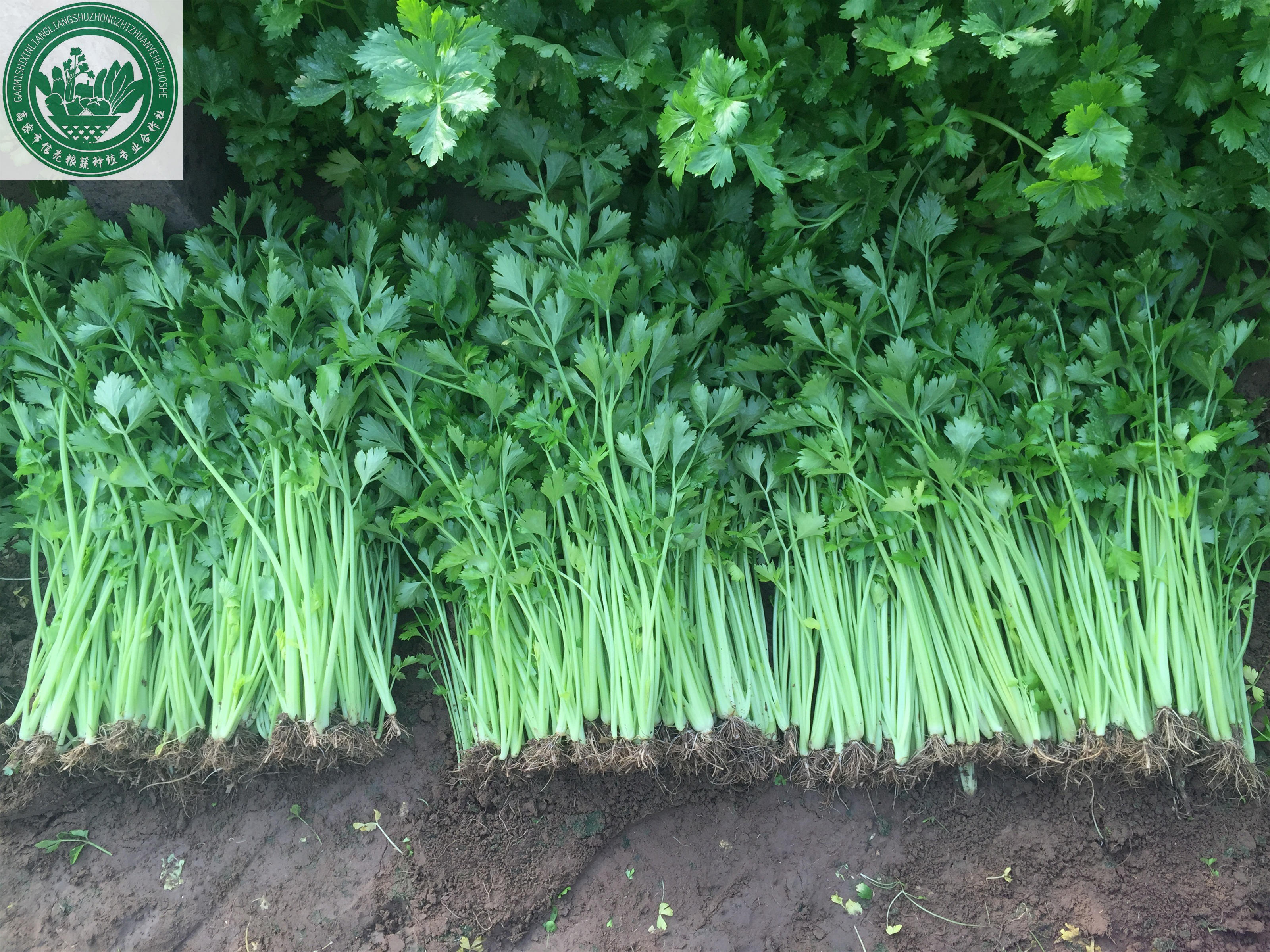精品3斤新鲜蔬菜现拔现发无公害有机芹菜香芹小山芹地头直销包邮