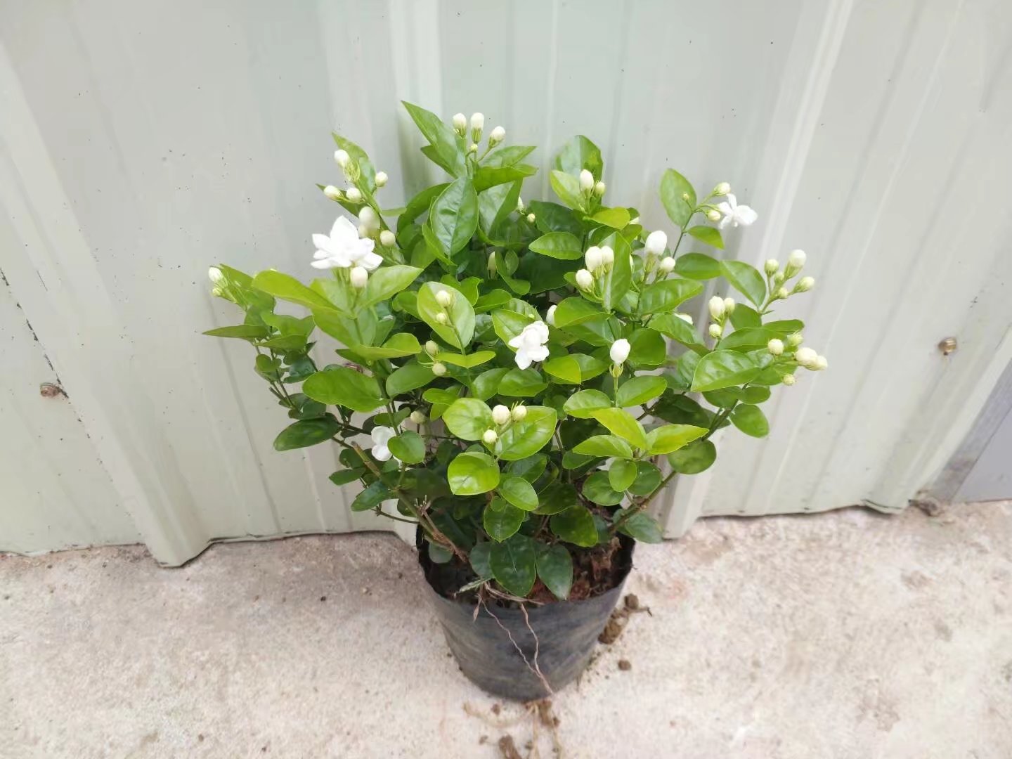 我剁手都要买的宝贝(茉莉花小盆栽带花蕾广.