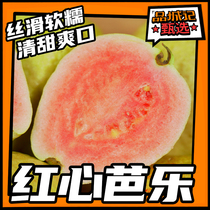 Pint City Notes Selection Tree Cooked Red Hearts Ballet Slipperi Soft Glutinous Clear Sweet And Light Food Substitute Fruits