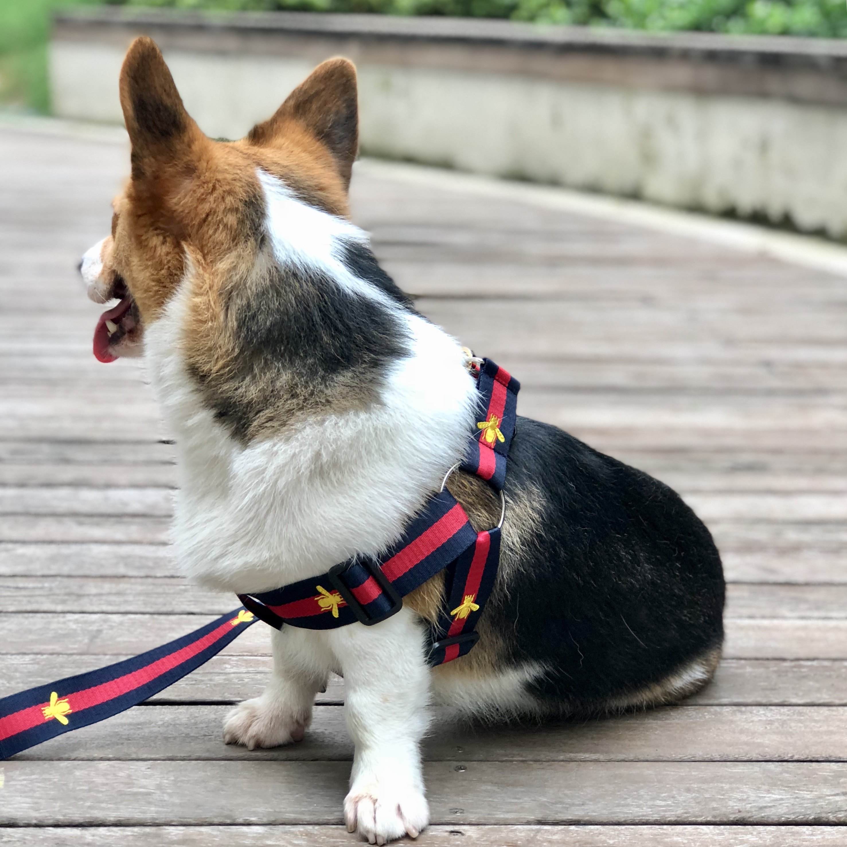 厂家直销狗胸遛狗绳柯基法斗雪纳瑞中小型犬狗绳子狗链子狗带