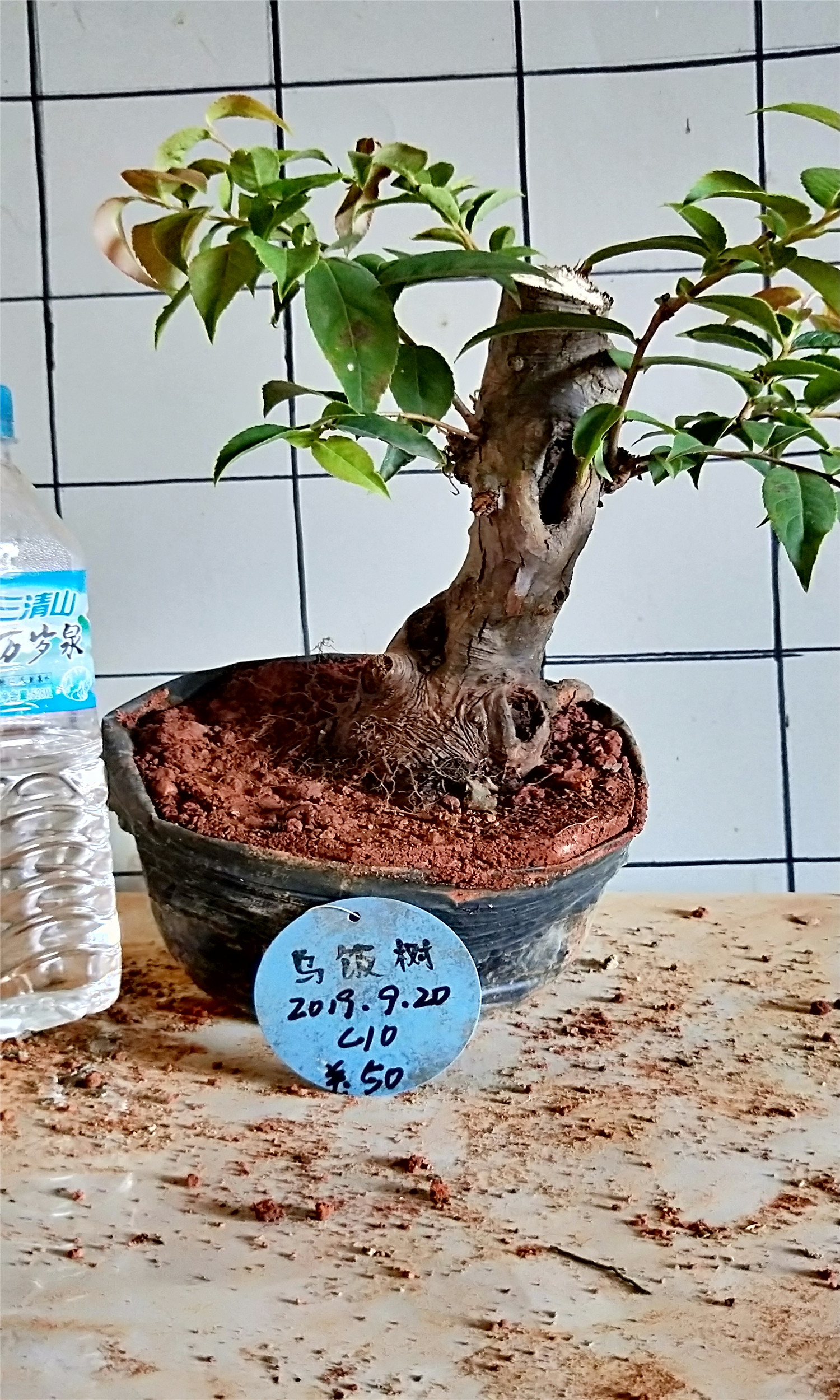 乌饭树桩盆景南烛结果观赏天然黑色素绿植盆栽 乌饭4号链接