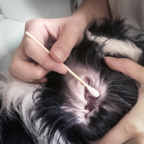Pet ear cleaning stick medicinal cotton swab dog dog cat dog prevention ear mite earwax wash ear double head cotton swab 100 pack