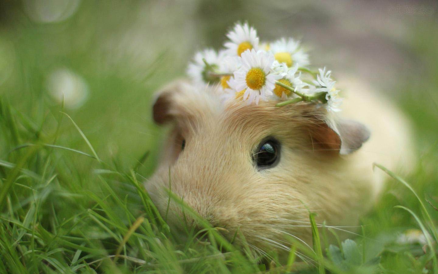 新手如何养一只仓鼠?