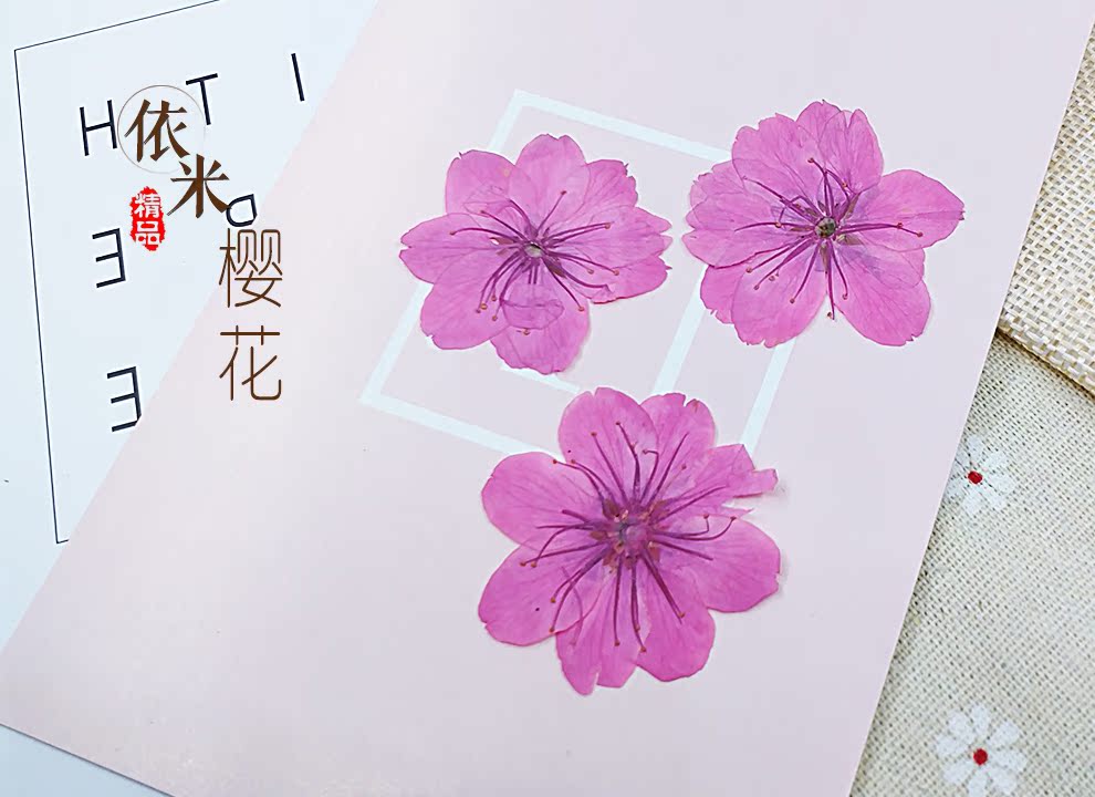 樱花 滴胶干花手机壳手工diy材料 押花压花真花植物标本