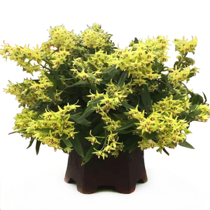 江楠枫 霍山铁皮石斛苗 办公室内石斛兰花卉水培植物绿植吊兰盆栽