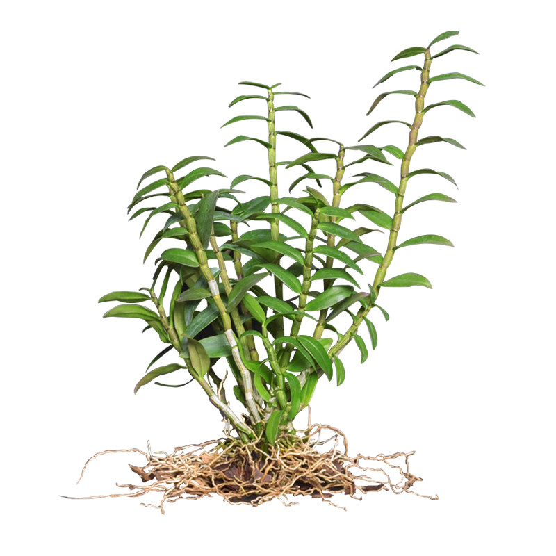 中国石斛之乡江楠枫 绿植铁皮石斛苗室内大小植物办公室盆栽盆景