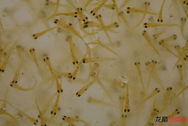 产卵孵化 :一方面是自然产卵,另一方面是人工催生 .