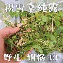 Centella asiatica pure Dew acne soothing promote collagen repair barrier saturated essential oil two pieces 250ml