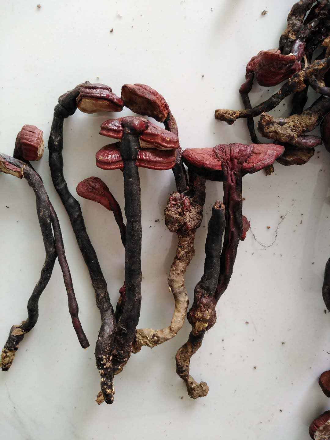 2021海南五指山琼中天然纯野生竹灵芝 灵芝王 红竹灵芝 赤芝50g-好货