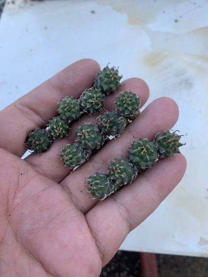 Anderson Garlic Radiation-proof Formaldehyde Turbinicarpus schmiedickeanus Cactus
Anderson Garlic Radiation-proof Formaldehyde Turbinicarpus schmiedickeanus Cactus