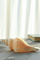 Natural long incense snail yellow trombone snail 8-18cm natural shell conch fish tank aquarium landscaping home decoration