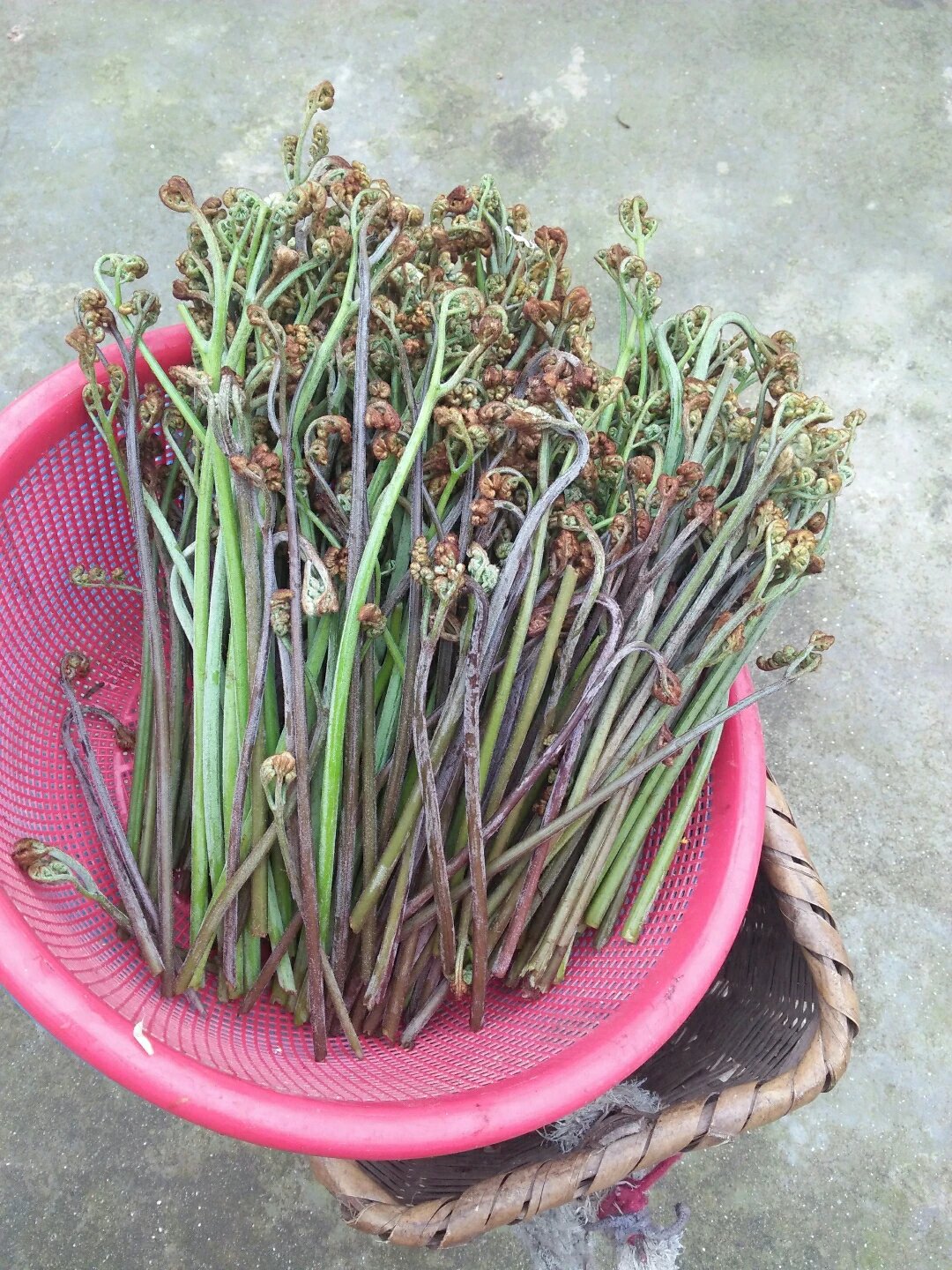攸县土特产蕨菜 野生厥菜 龙爪菜 蕨苔拳菜新鲜现摘发货1000g