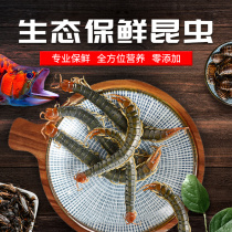 Old fisherman Arowana feed fresh-keeping insects centipede barley worm grasshopper cockroach Cricket arowana special color and brightening