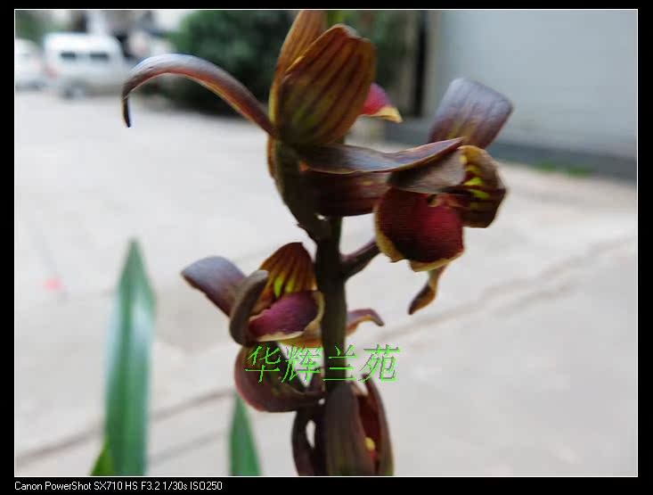 实物兰花下山墨兰精品荷瓣--闽南奇荷(此盆3头苗)引种苗情