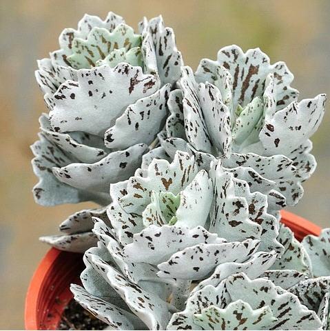 【又到多肉季】你喜欢雀扇么?