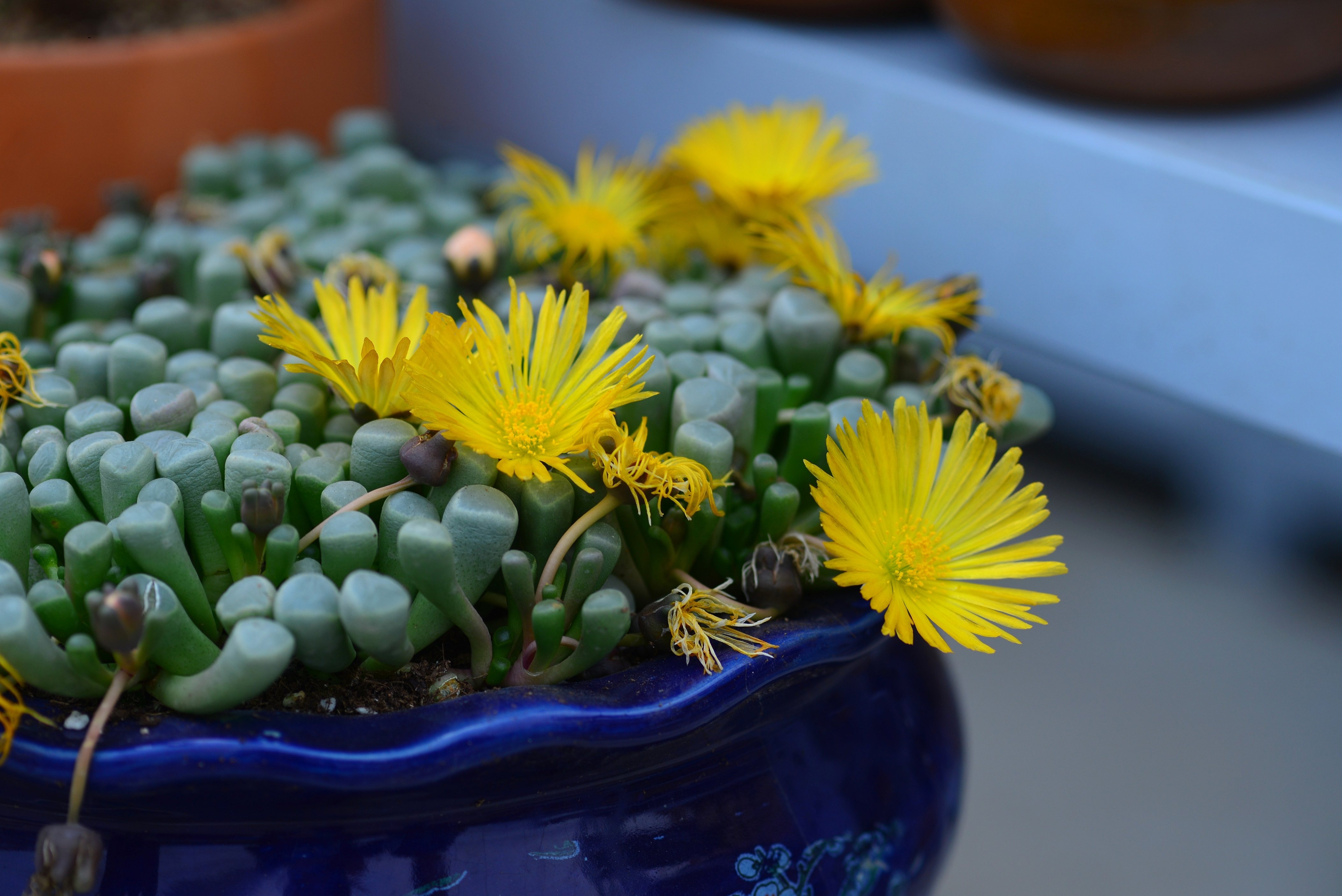 【又到多肉季】卡哇伊的五十铃玉