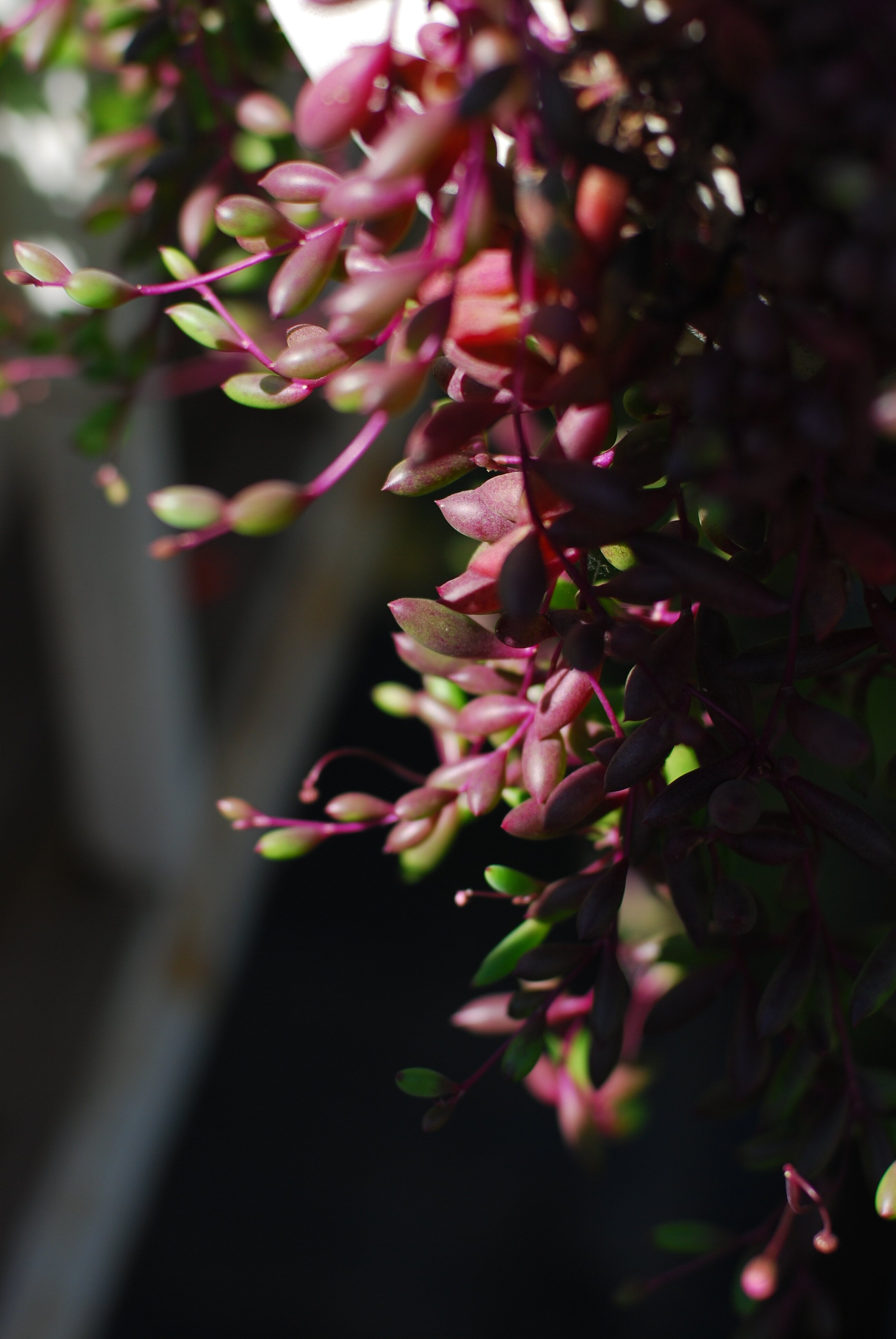 【又到多肉季】紫玄月