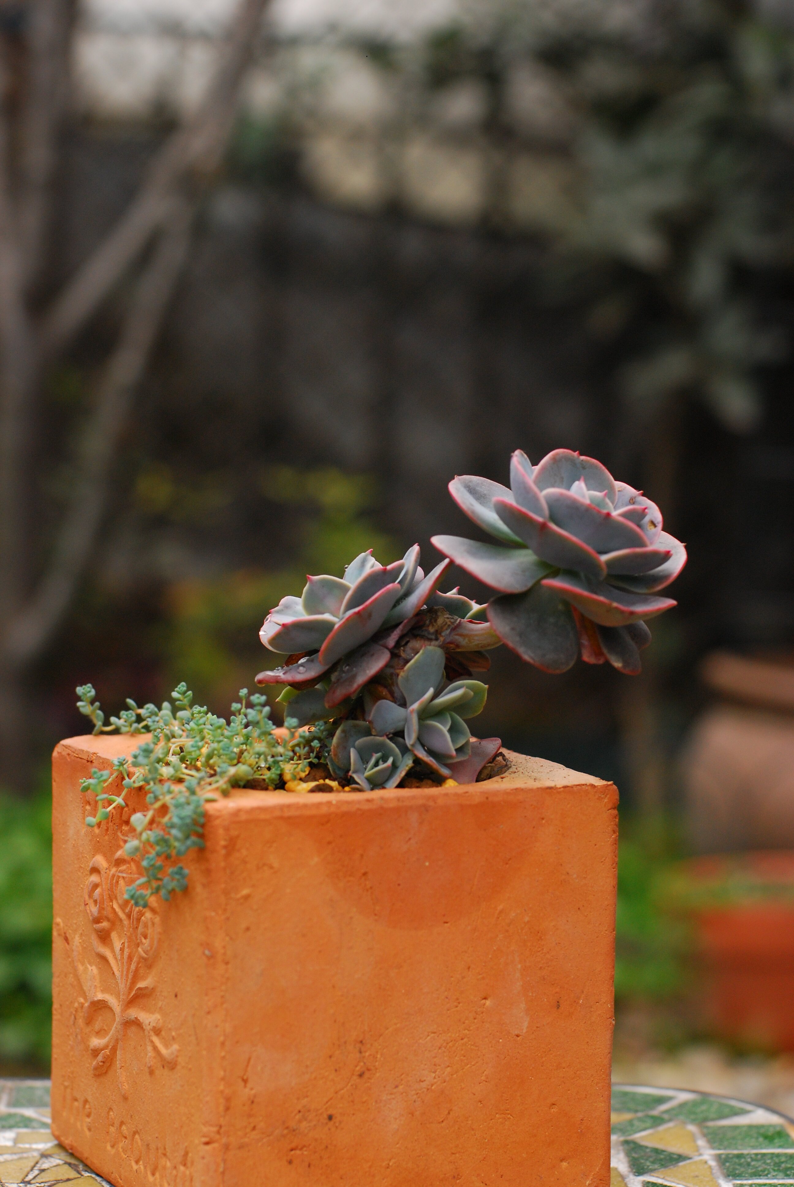 【又到多肉季】红粉台阁