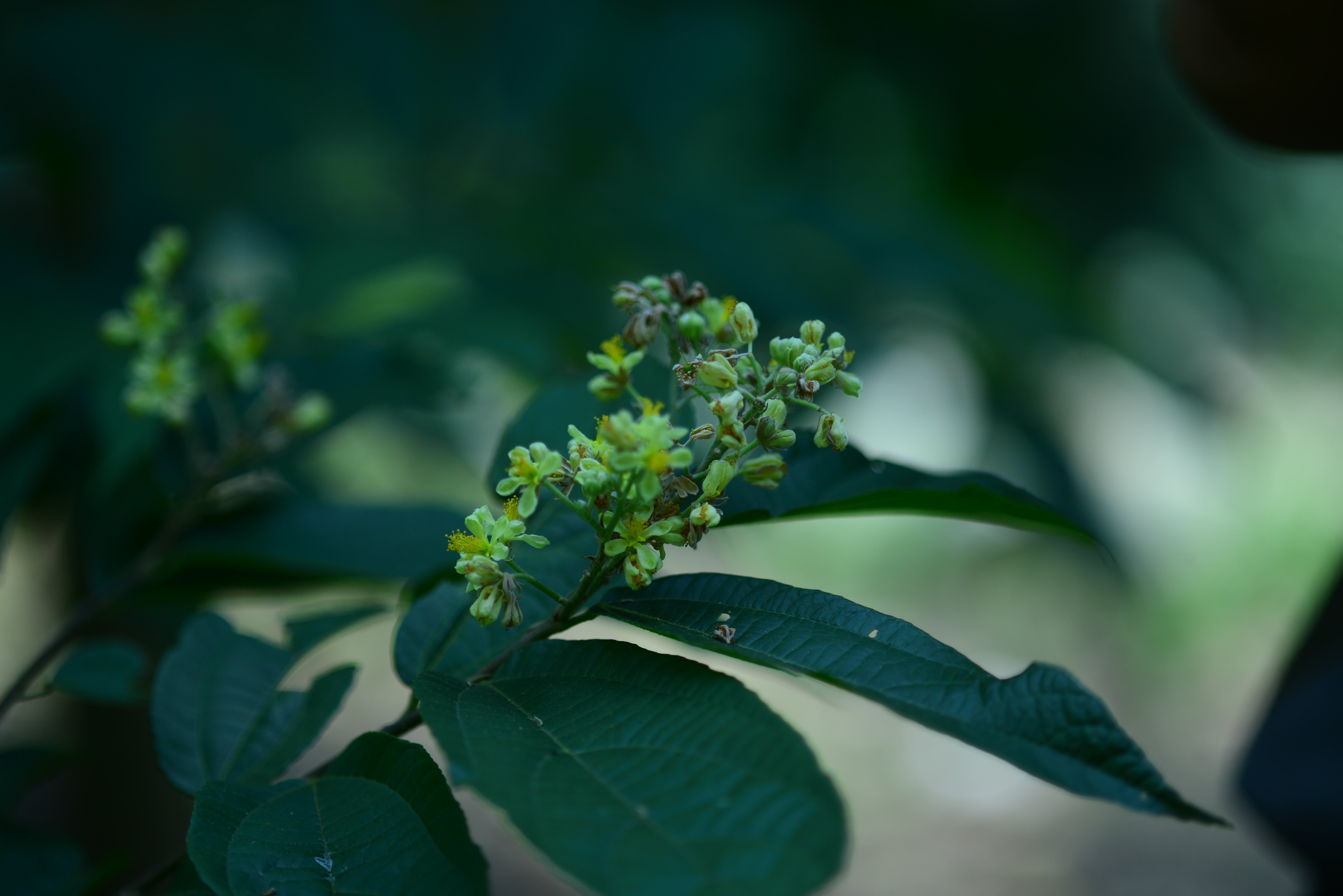 【植物诚好玩】神奇的破布叶