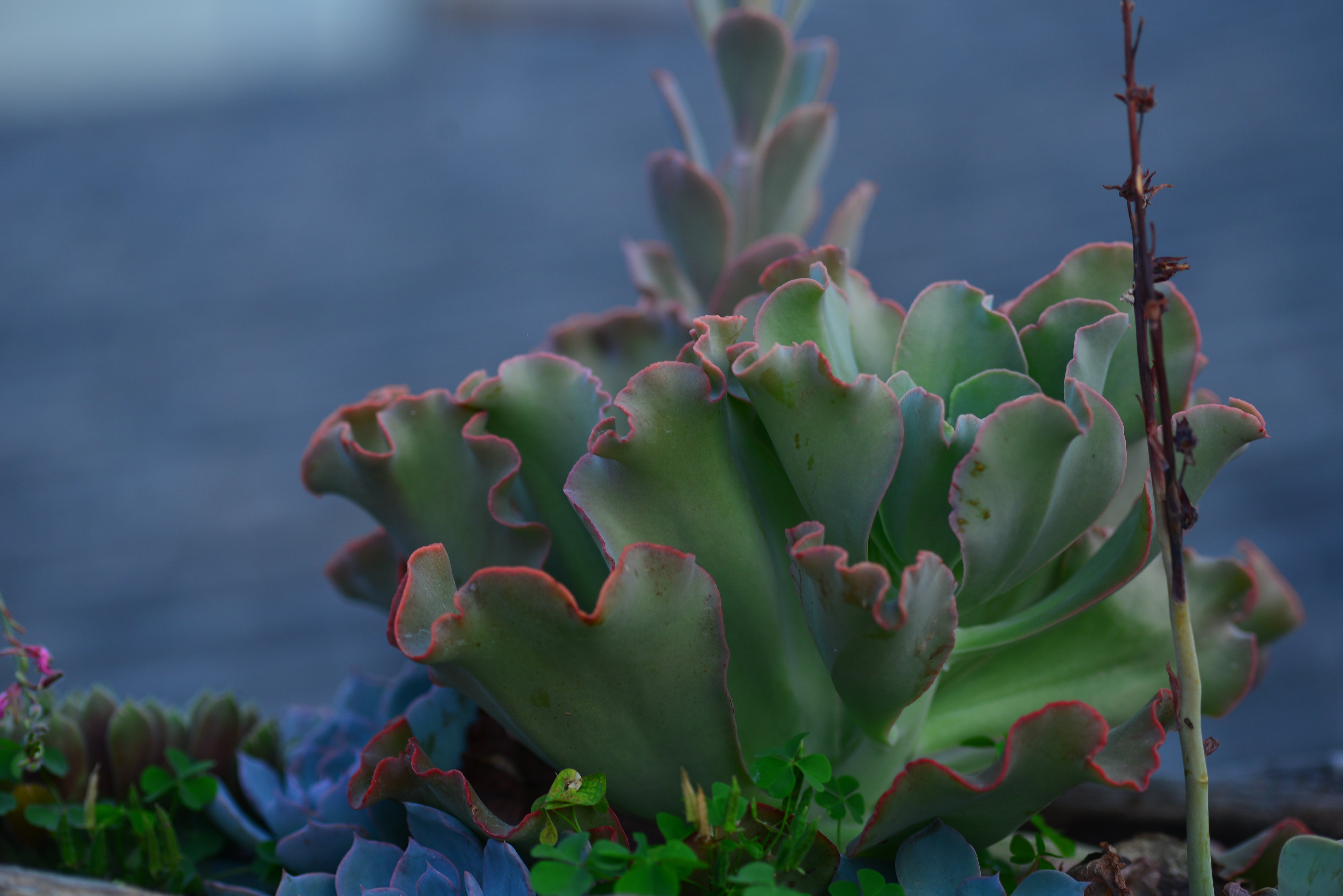 多肉丨名字记不住——高砂之翁