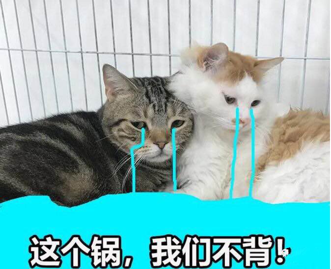 据说养几只办公室喵可以提高员工产能36