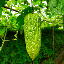 Chaoshan self-cultivation 5kg of fresh bitter gourd fresh seasonal vegetables season Super bitter cold melon old varieties