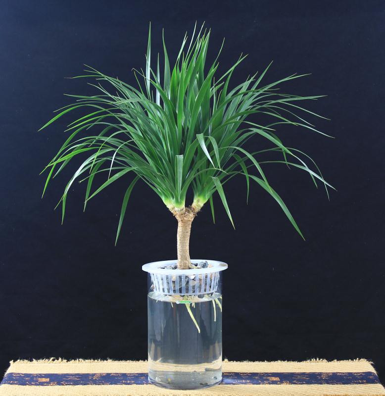 原生水培龙血树